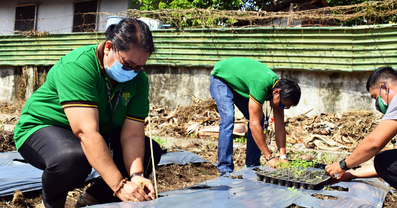 DA Regional Executive Director Remelyn R. Recoter planting.