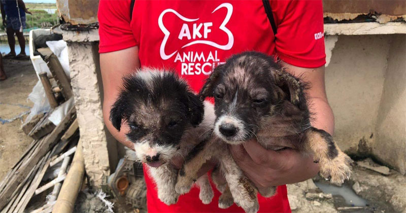 San Miguel Corporation (SMC) together with partner animal welfare organization Animal Kingdom Foundation (AKF), have mounted an animal rescue operation in Taliptip, Bulakan, Bulacan, to ensure some 70 abandoned domestic animals are retrieved and brought to a shelter in Capas, Tarlac. They will be given veterinary treatment and nursed back to health until they can be re-homed.