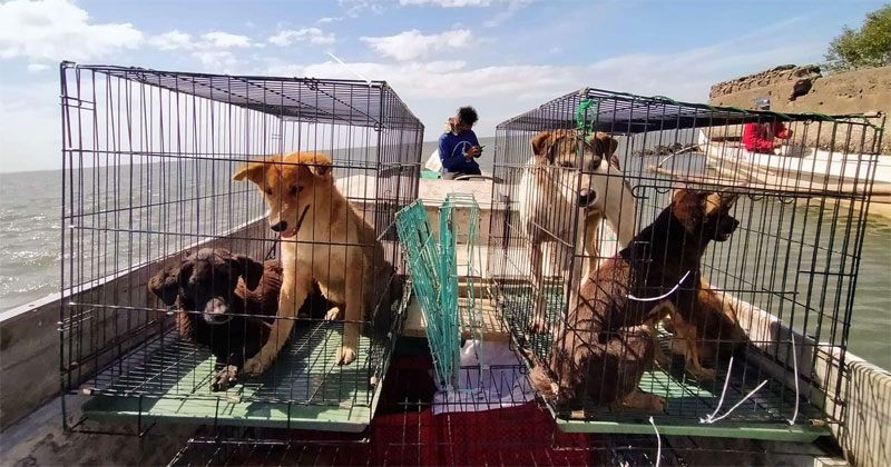 San Miguel Corporation (SMC) together with partner animal welfare organization Animal Kingdom Foundation (AKF), have mounted an animal rescue operation in Taliptip, Bulakan, Bulacan, to ensure some 70 abandoned domestic animals are retrieved and brought to a shelter in Capas, Tarlac. They will be given veterinary treatment and nursed back to health until they can be re-homed.