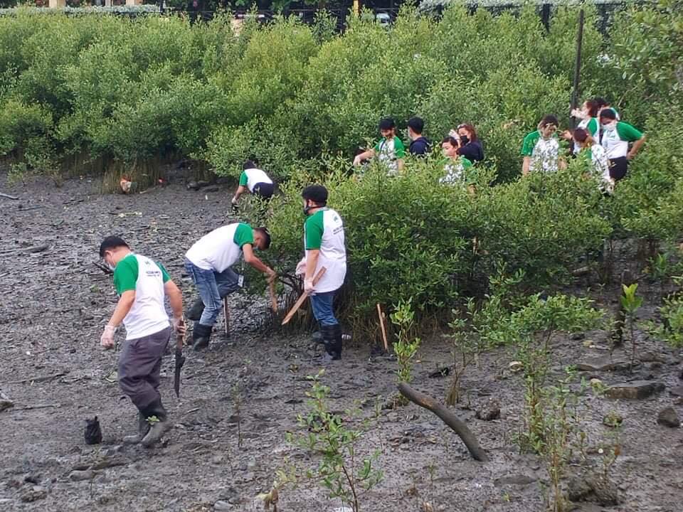 More Power mangrove planting at Esplanade