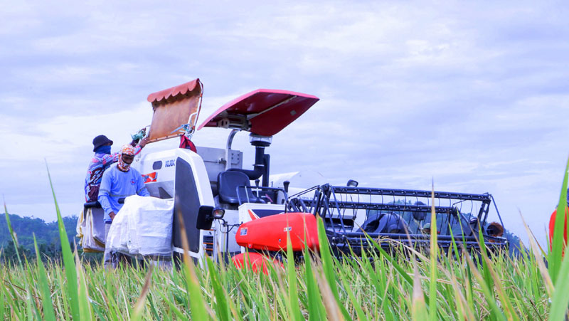 Palay Sikatan demo in Antique