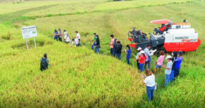 Palay Sikatan demo in Antique