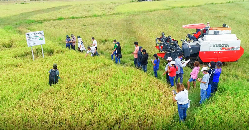 Palay Sikatan demo in Antique