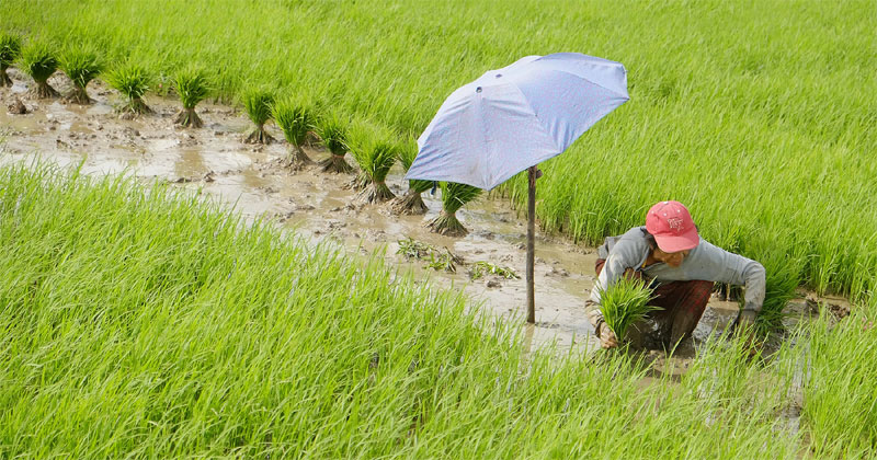 A woman in Makato, Aklan, pulls rice seedlings from her paddies and ties them up by batches, ready for replanting the next day.