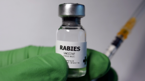 rabies2