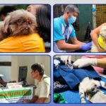 Iloilo City vaccinates over 39k dogs and cats, strengthens animal welfare and rabies prevention
